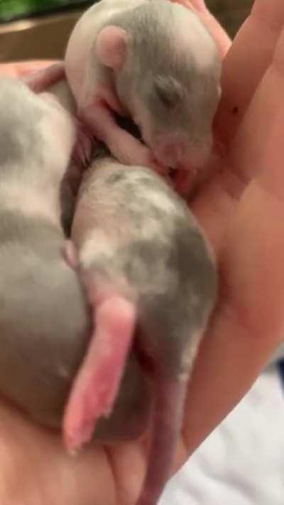 Squeeee! The little big yawn!