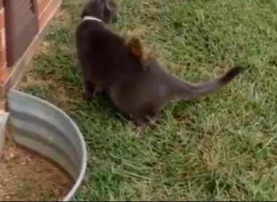 The ending where the cat finally found it cut right before.