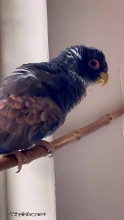 Kippie does his strutt