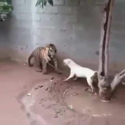 Pibble vs Tiger.