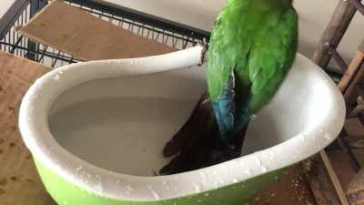 Repurposed a ceramic display tub as a bird bath and we have no regrets.