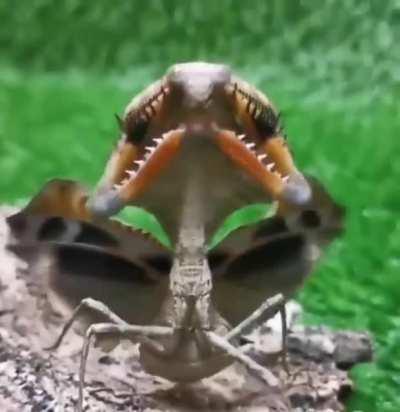 🔥 Threat display of the dead - leaf mantis