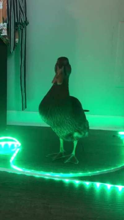 Duck's favorite color