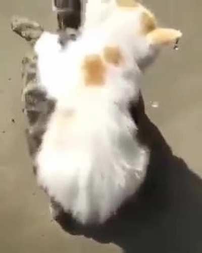 Kitten riding a turtle