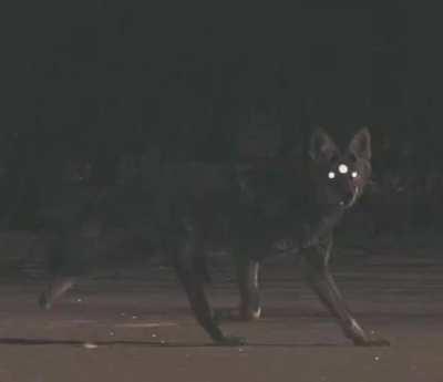 That dog came from the moon