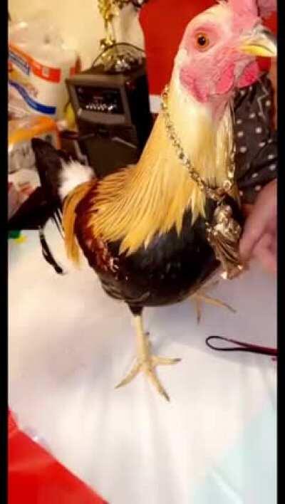 NARCO GALLO ALERT 🐔!!