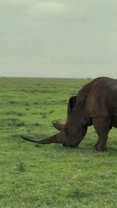 Seeing a Rhino with its horn complete and intact is rare.