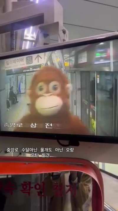 Horrifying primate related incident caught at a South Korean Metro