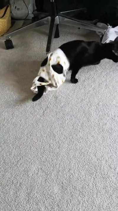 Nibbler testing out her recovery suit before her upcoming spay... 