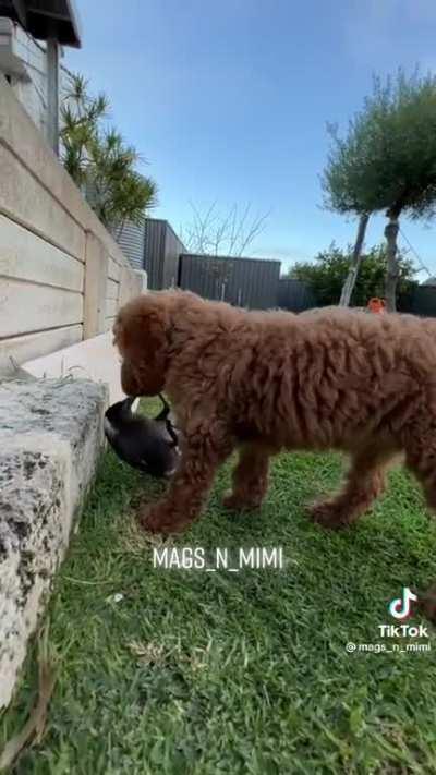 I love Interspecies friendships