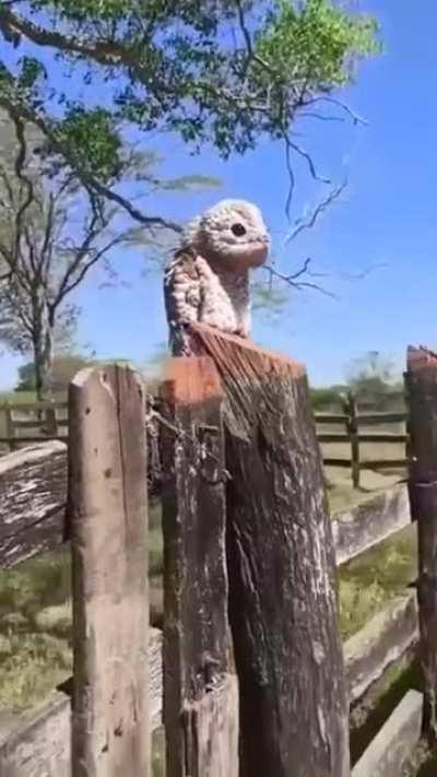 The Urutau, or 'ghost bird'