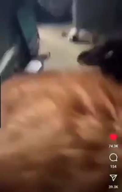 Five Nights at Wunky’s