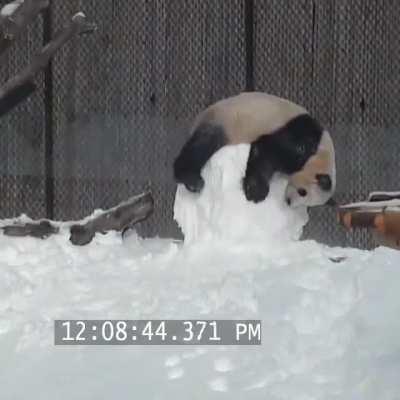 How are there any pandas left?