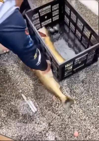 To add 8lb of led into fish to make them heavier to win a tournament