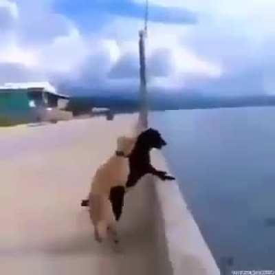 what is the dog currently up to?