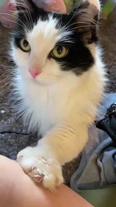 She demands the pets. (No, she’s not scratching me)