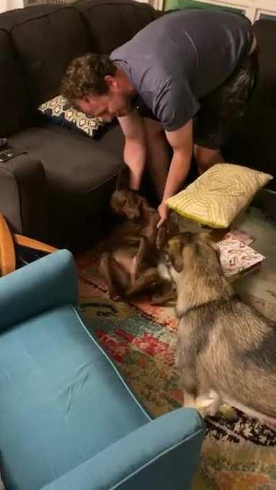 When you just got your own backyard and went a little too hard, but you still need to go on your bedtime walk.