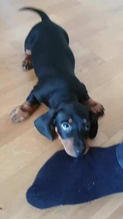 MaN nEaRlY lOoSeS lImB wHeN vIcIoUsLy MaUlEd By FeRaL wOlF.