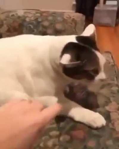 He deserves all head scratches he wants