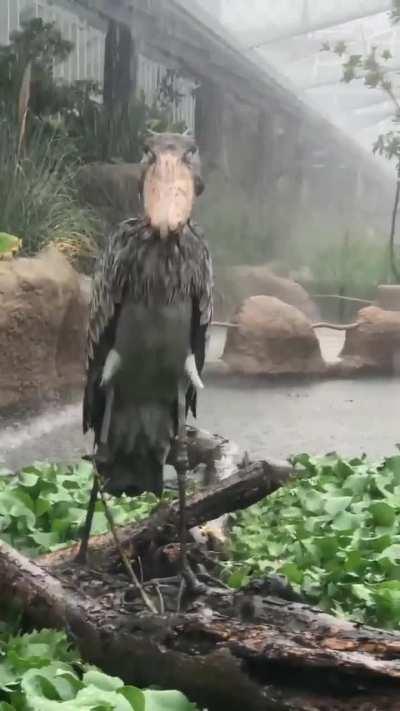This Shoebill Stork in the rain
