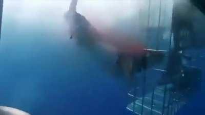 Great white shark dies after lunging at divers and getting trapped