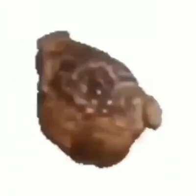 não tem meme. é só um sapo girando.