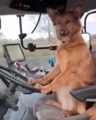 This good boy has the coolest job