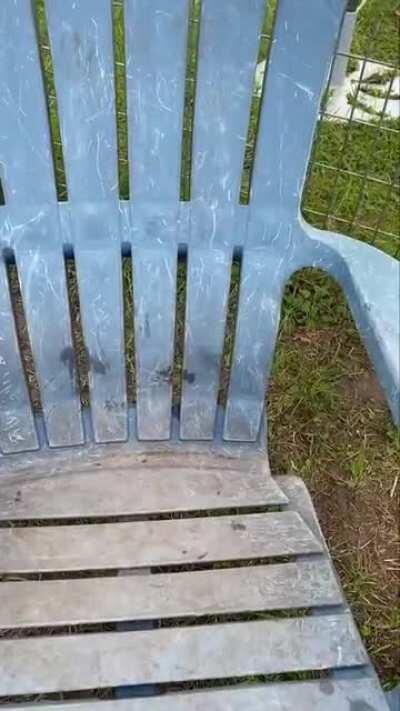 Posting Yeen pics everyday until I get to pet one Day 252 tiny adorable Huey being noisy (He is at the Carson Springs Wildlife Conservation )