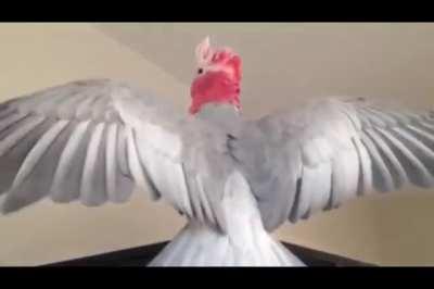 Birb.exe has stopped working