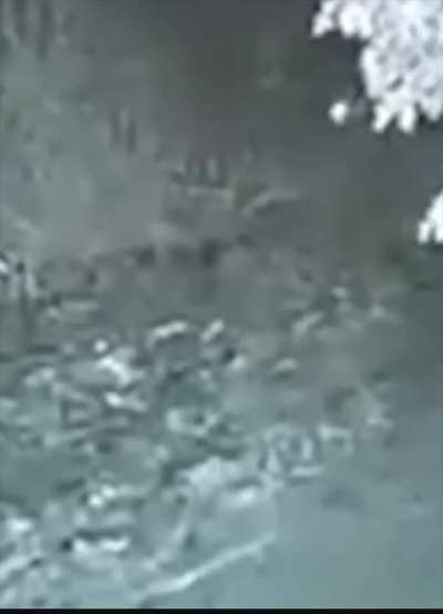 Security camera footage captured a strange unidentified creature in 2022