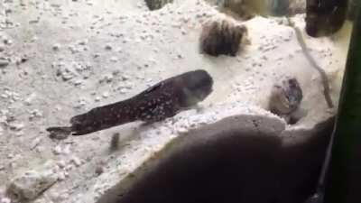 Capturing this unique fight