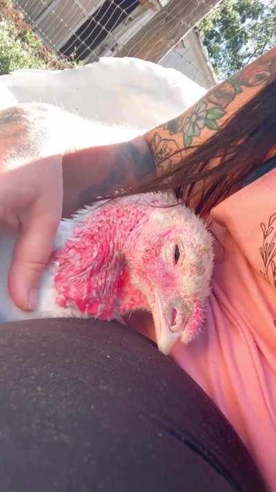 Happy turkey falling asleep while being pet