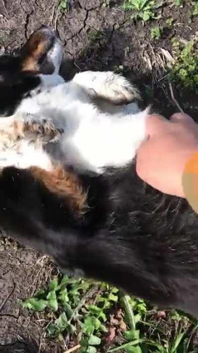 He always finds me on the job site and asks for belly rubs. I don’t know his name or where he lives.