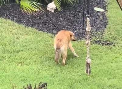 Dog was so excited to go out and changed his mind instantly