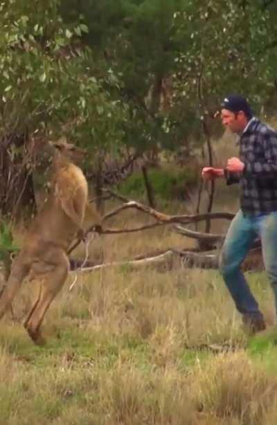 Australian man punches a Kangaroo to save his pet
