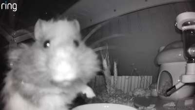 This video of Stanley just cracks me up from last night😂