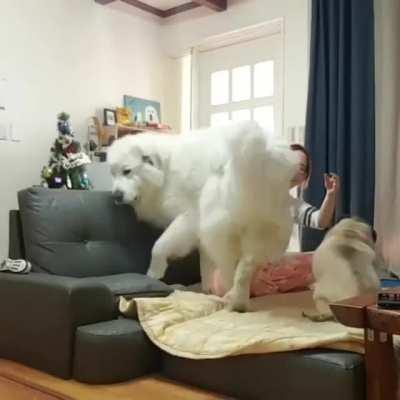 Секретная съёмка: выведенный жидо-массонами гибрид пёсика и белого медведя