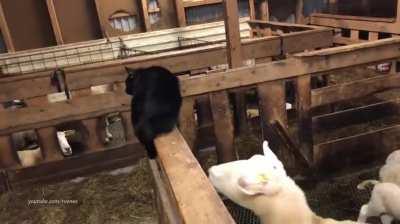 A-hole Cat gets head butted by a feisty sheep