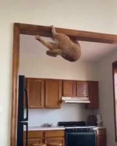 Spider Cat