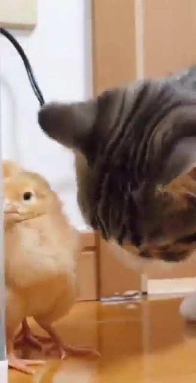 Kitten wants to play with chick 🤩😁