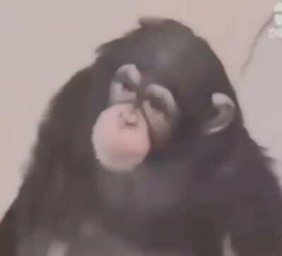 Simplemente m o n k e y