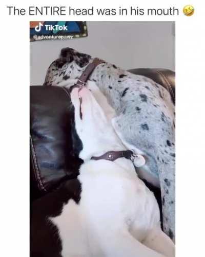 DoG gOblEs uP hIs fRen