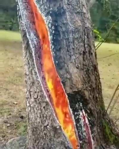Tree burning from the inside out