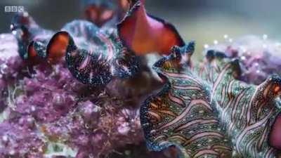 Persian carpet flatworms, which are both male and female, have two penises which they use to engage in penis fencing, attempting to inject sperm into their opponents in order to fertilize them while at the same time trying to avoid becoming impregnated th