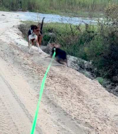 We ran into her ex boyfriend on a walk 🤣