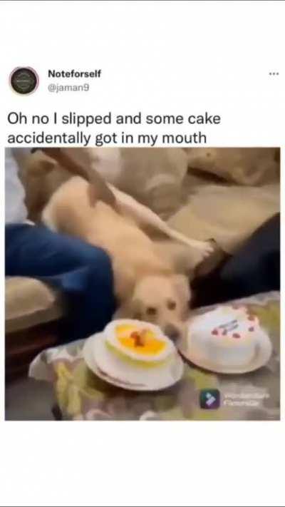 Well played doggo, well played 👏😂