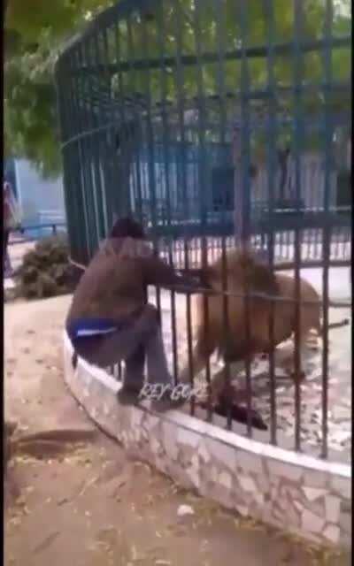 Guy hops the safety fence to get closer to lion and lion likes that