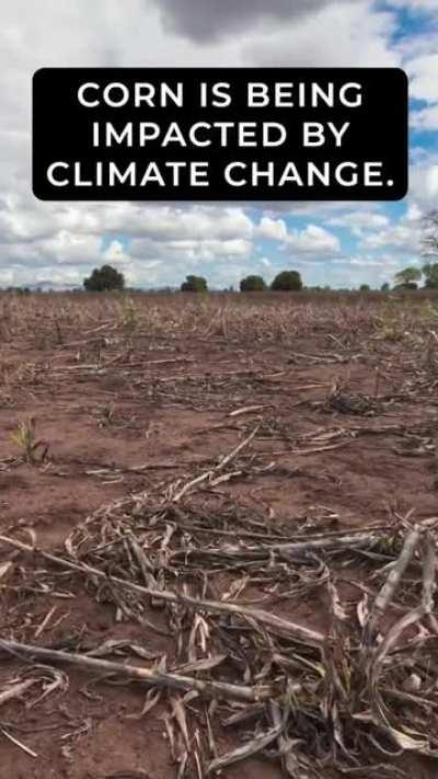 Bill Gates Promoting Genetically Modified Corn - It's Got That Devil Juice! 🤢🤮💀😈