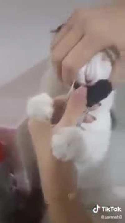 Won't let go of makeup brush