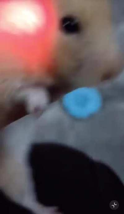 Lantern Hamster, a trustworthy companion